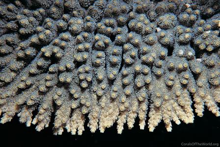 CotW: Acropora spicifera
