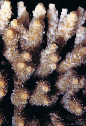 CotW: Acropora spicifera