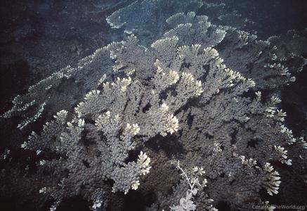 CotW: Acropora spicifera
