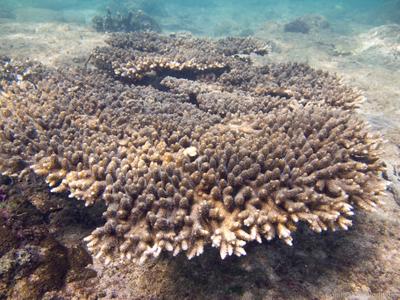 CotW: Acropora spicifera