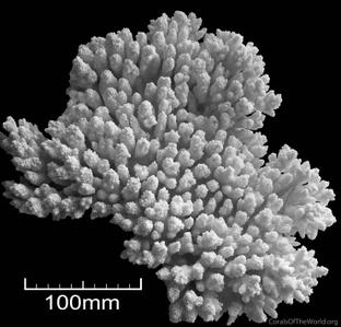 Acropora squamata
