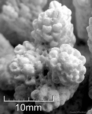 CotW: Acropora squamata