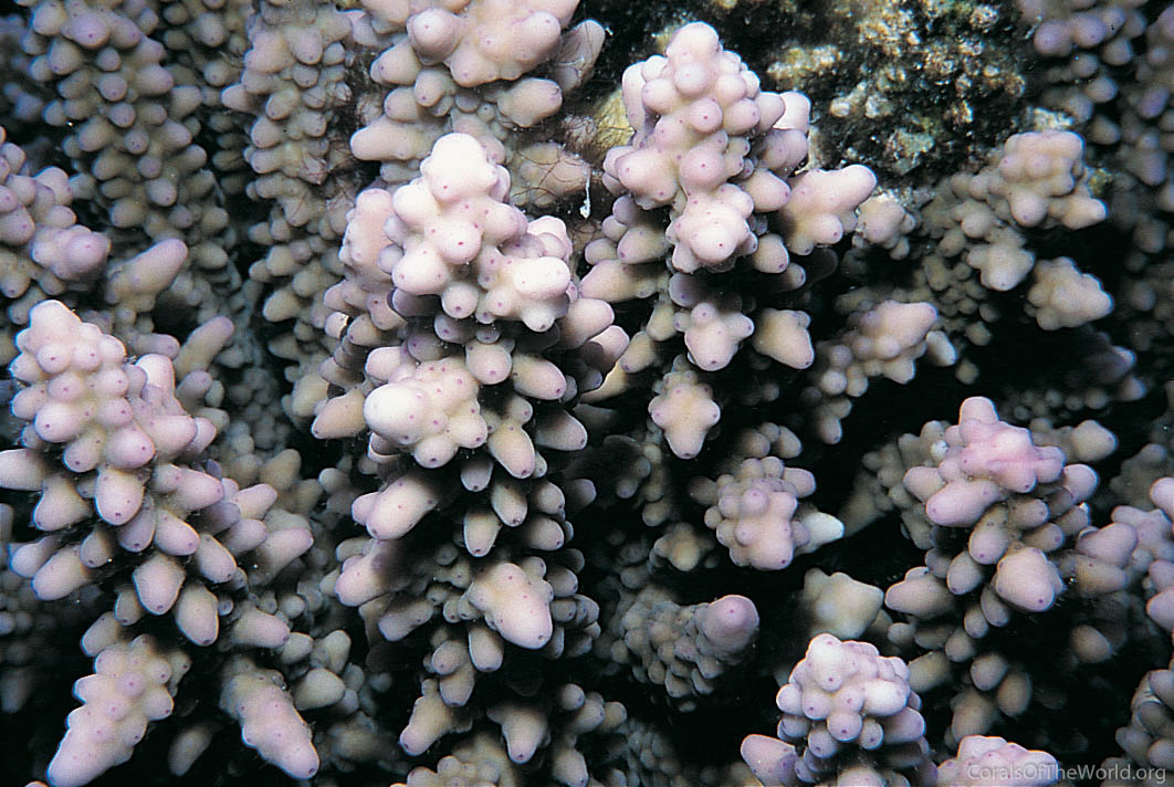Acropora squarrosa