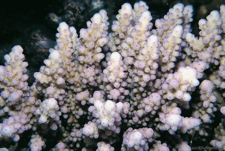 CotW: Acropora squarrosa