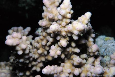 CotW: Acropora squarrosa