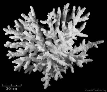 CotW: Acropora squarrosa