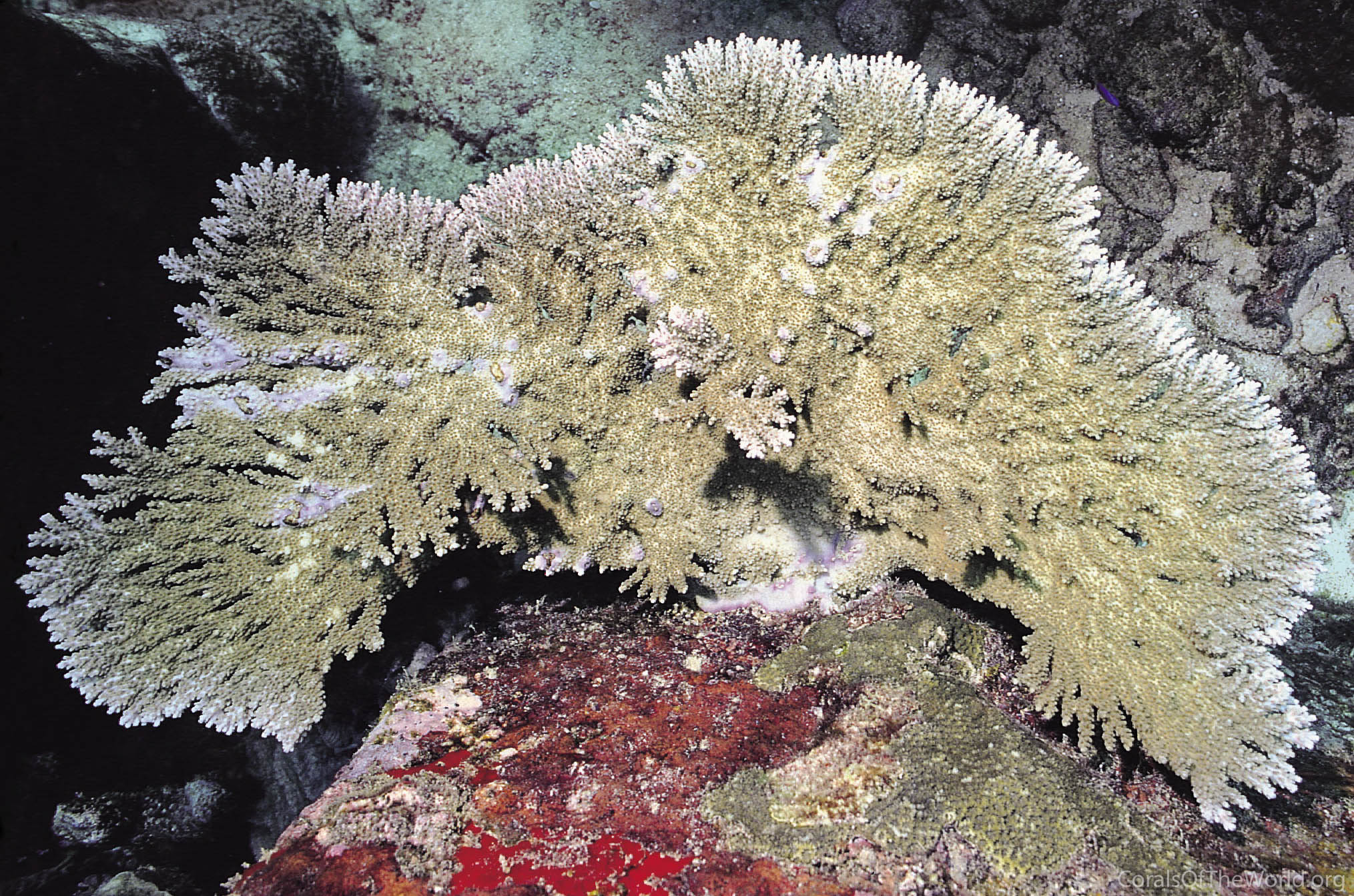 Acropora stoddarti