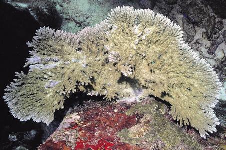 CotW preview: Acropora stoddarti
