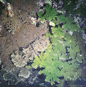 CotW preview: Acropora stoddarti