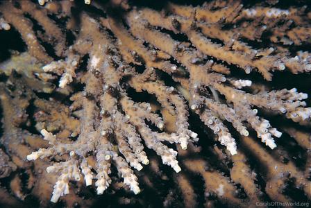 CotW: Acropora stoddarti
