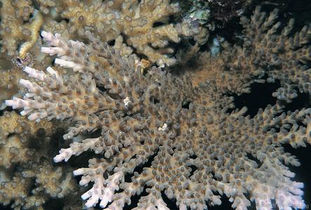 CotW: Acropora stoddarti