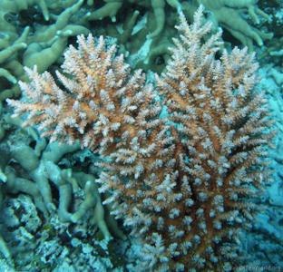 CotW: Acropora striata