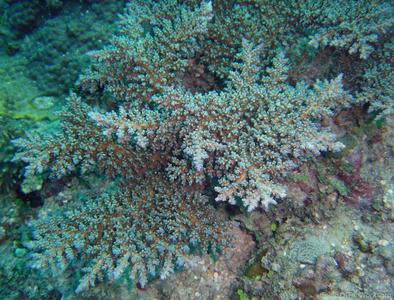 CotW: Acropora striata