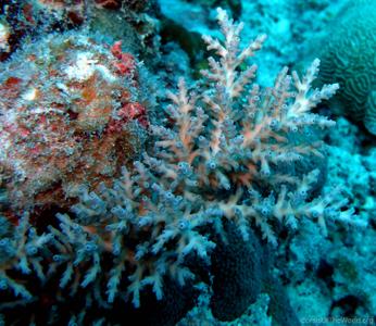 CotW: Acropora striata