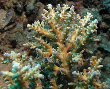CotW: Acropora striata