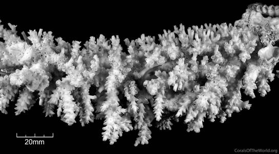 CotW: Acropora striata