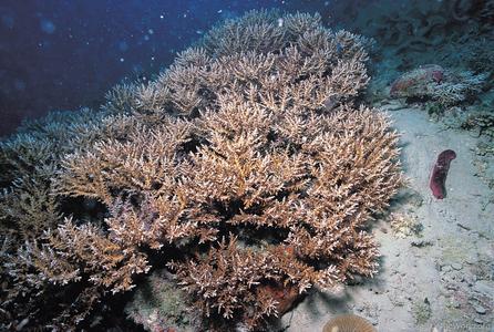 CotW preview: Acropora subglabra