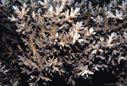 CotW: Acropora subglabra