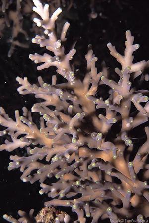 CotW: Acropora subglabra