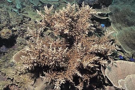 CotW: Acropora subglabra