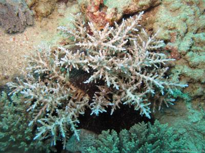 CotW: Acropora subglabra