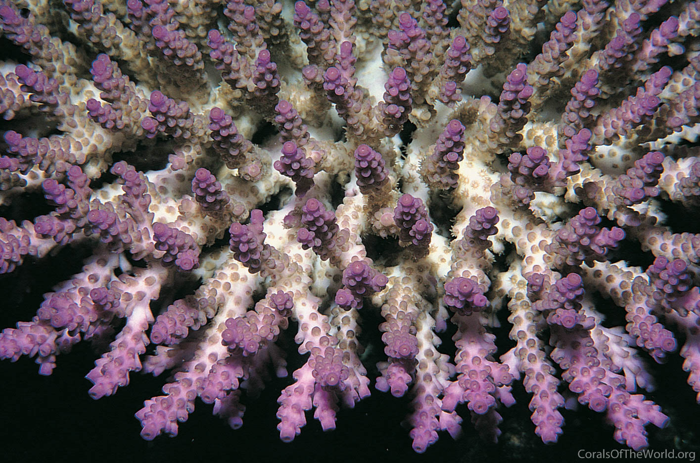 Acropora subulata