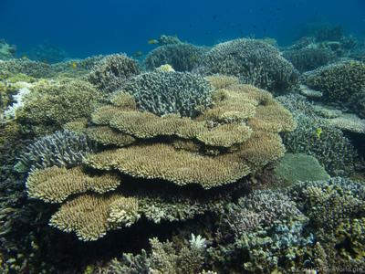 CotW: Acropora subulata