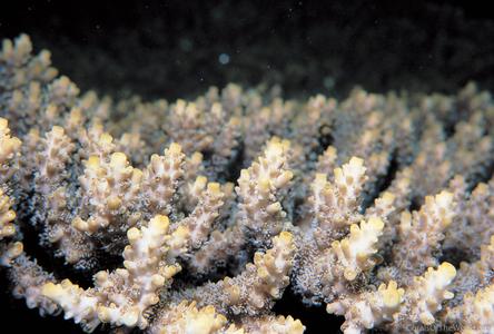 CotW: Acropora subulata