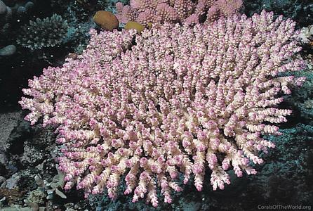 CotW: Acropora subulata