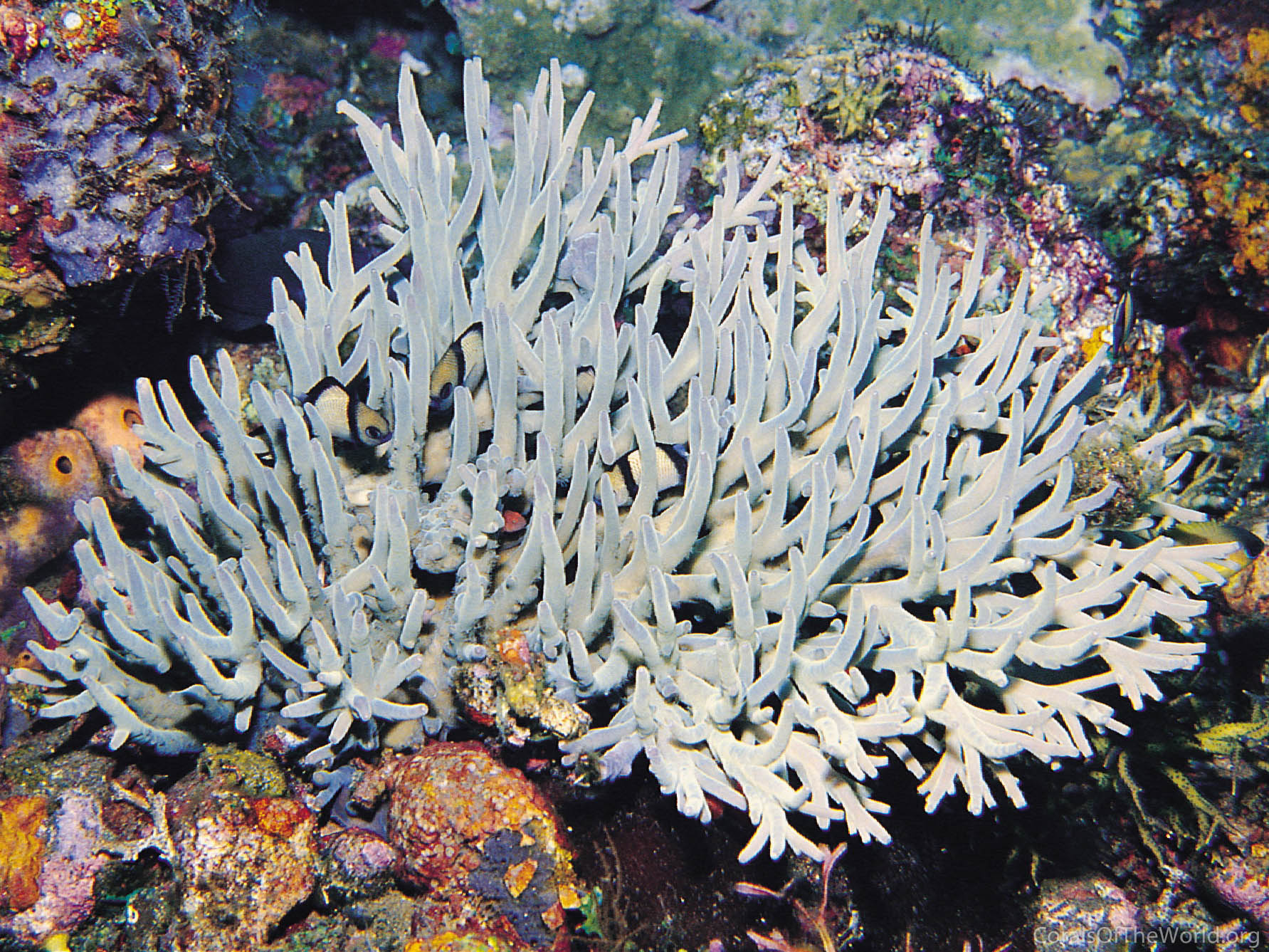 Acropora suharsonoi