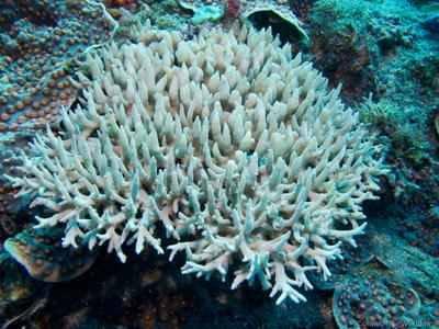 CotW preview: Acropora suharsonoi