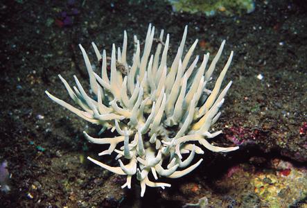 CotW: Acropora suharsonoi