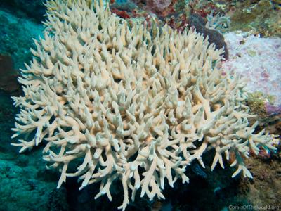 CotW: Acropora suharsonoi