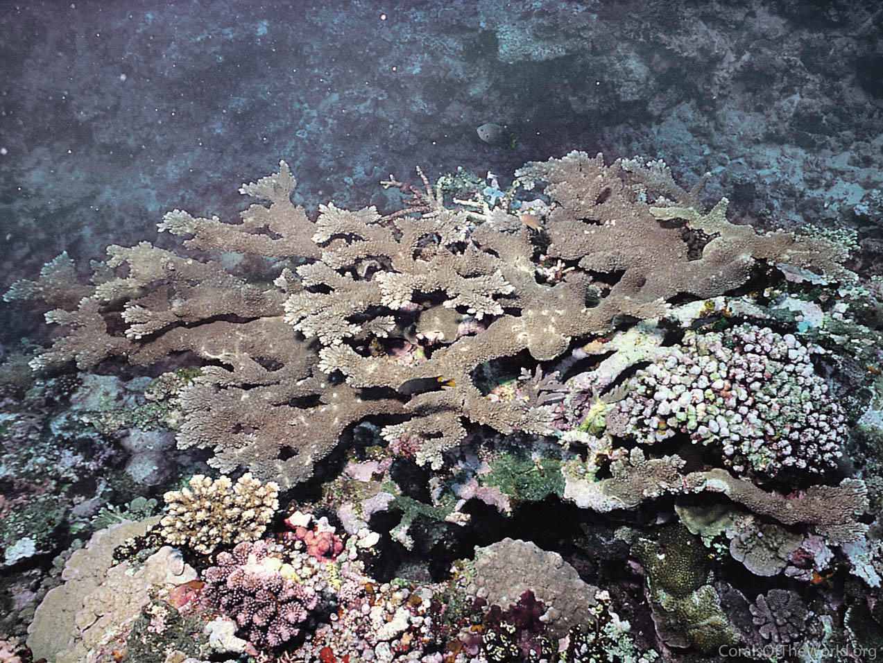 Acropora sukarnoi