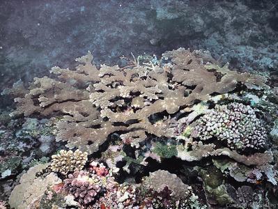 CotW preview: Acropora sukarnoi