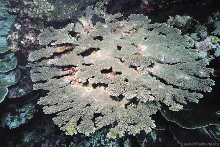 CotW preview: Acropora sukarnoi