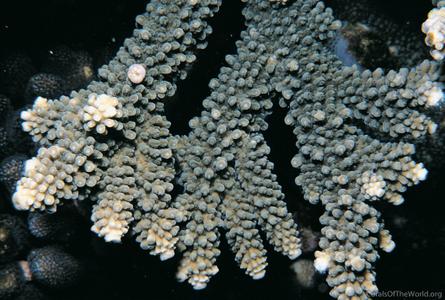 CotW: Acropora sukarnoi