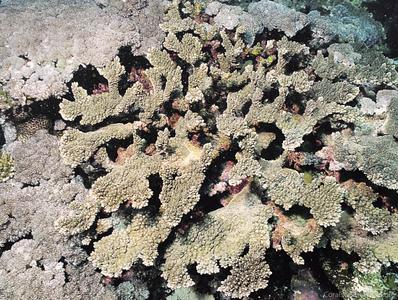 CotW: Acropora sukarnoi