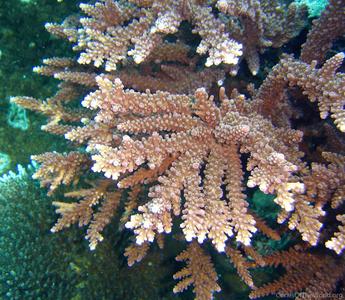 CotW: Acropora sukarnoi
