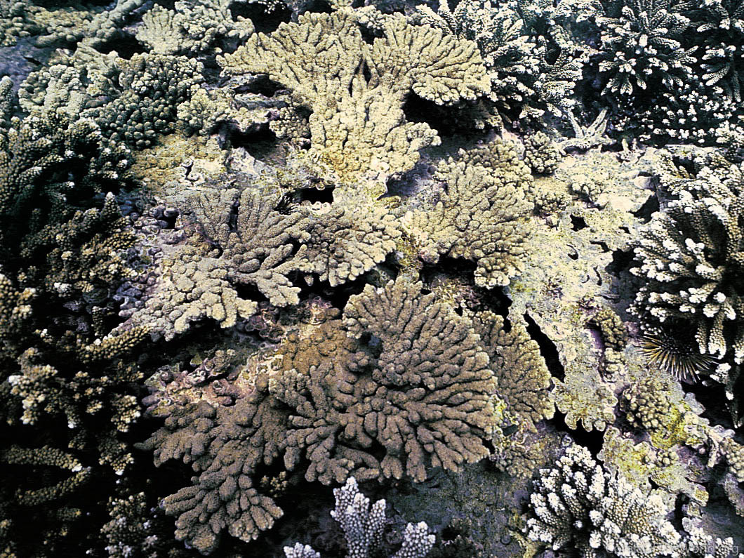 Acropora tanegashimensis