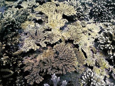 CotW preview: Acropora tanegashimensis