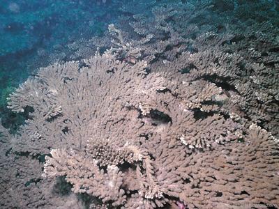 CotW preview: Acropora tanegashimensis