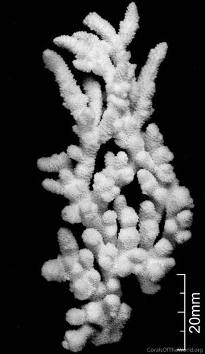 CotW: Acropora tanegashimensis