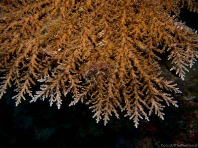 CotW: Acropora tenella