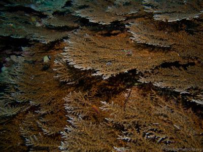 CotW: Acropora tenella