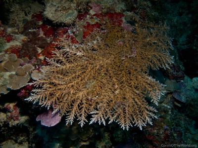 CotW: Acropora tenella