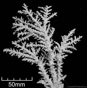 CotW: Acropora tenella