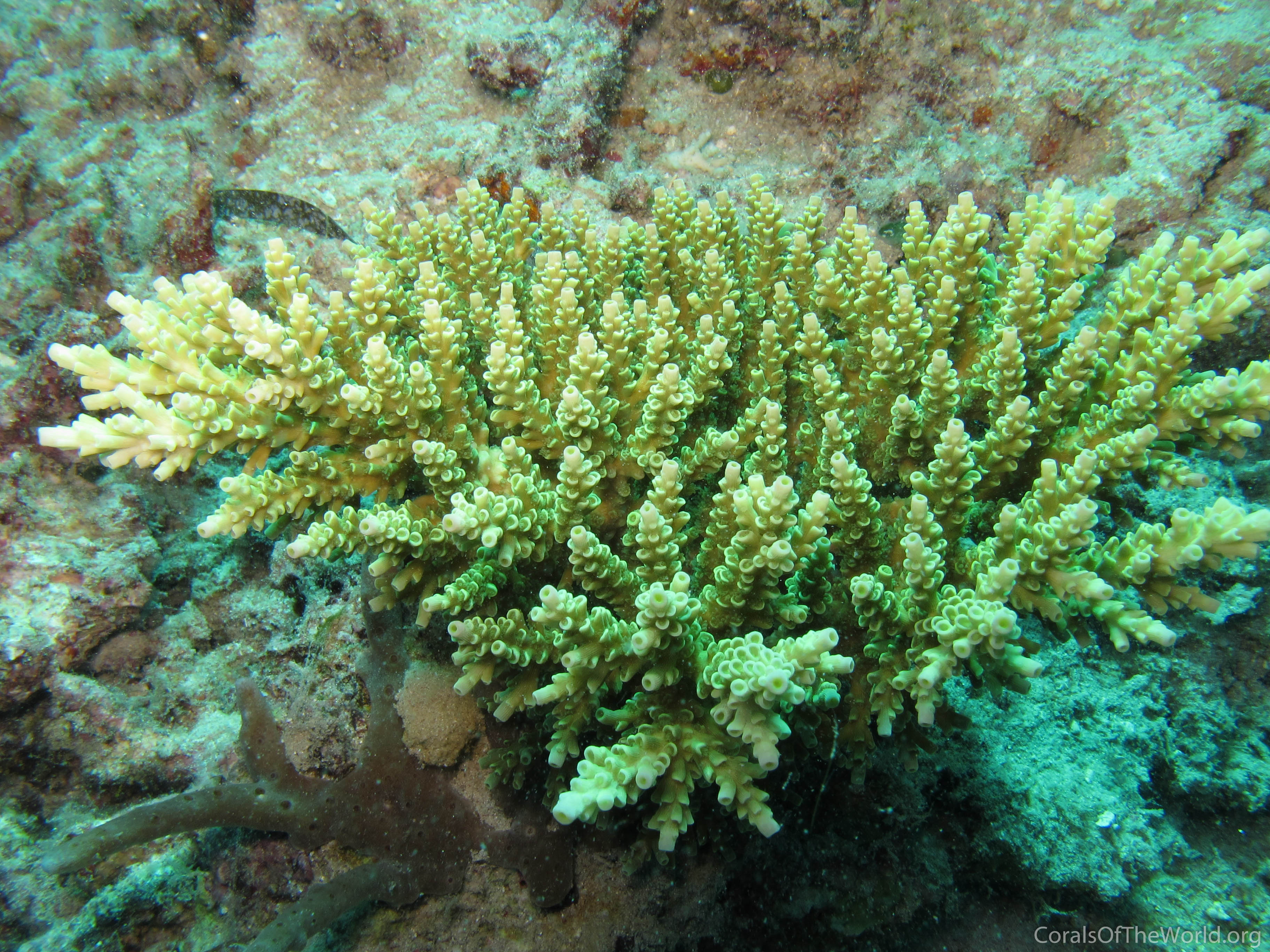 Acropora tenuis