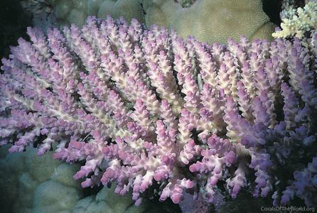 CotW preview: Acropora tenuis