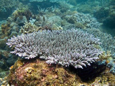CotW: Acropora tenuis